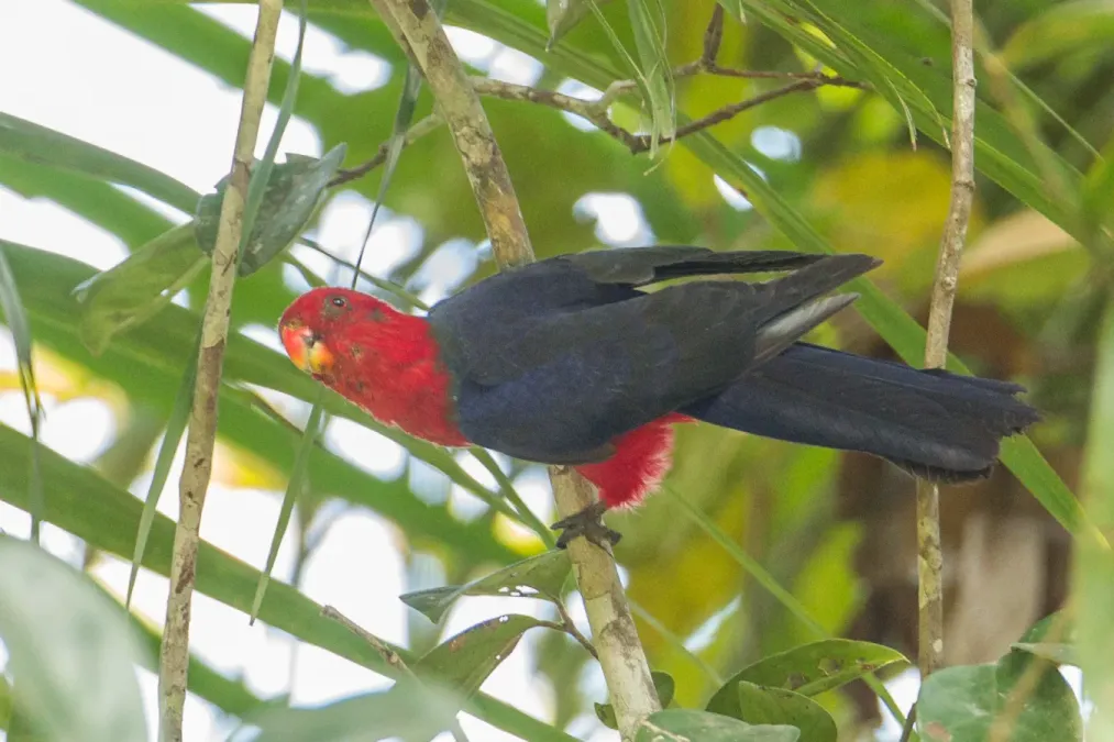 File:Alisterus amboinensis 107893541.jpg