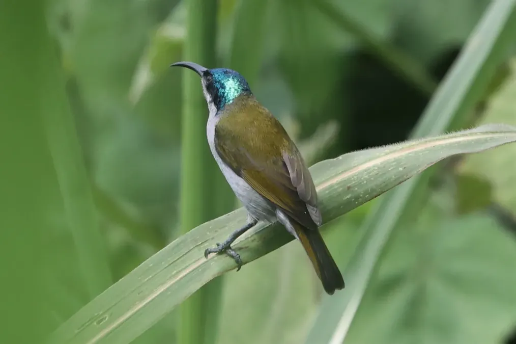 File:Cyanomitra verticalis viridisplendens 258809276.jpg