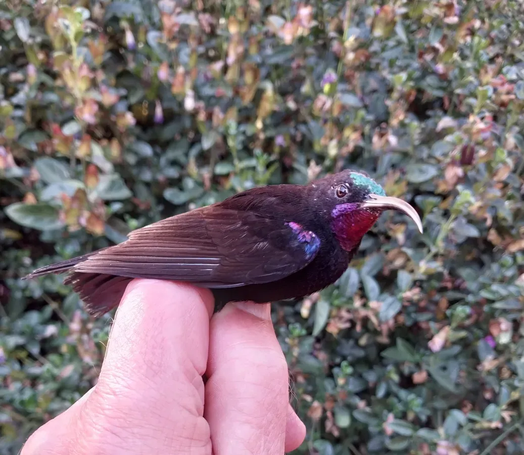 File:Chalcomitra amethystina 214555225.jpg