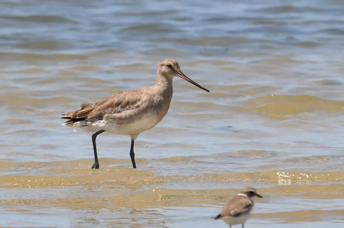 File:Limosa haemastica -Rio Grande, Rio Gande do Sul, Brazil-8.jpg