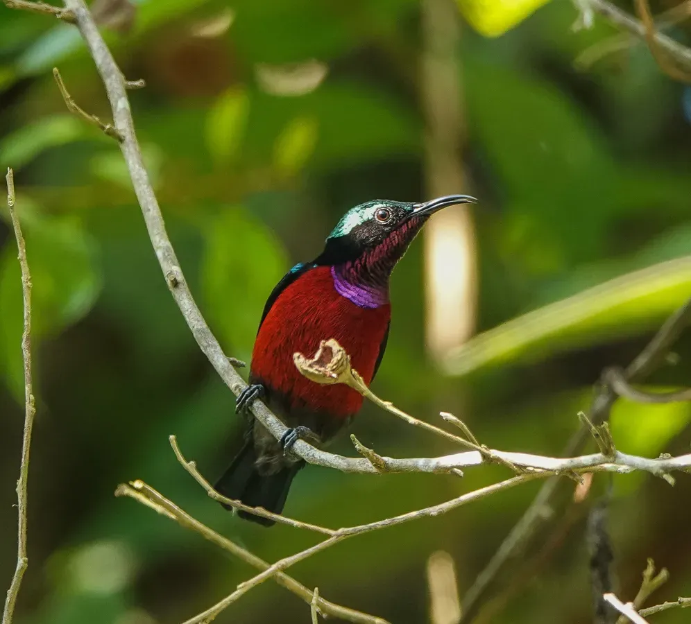 File:Leptocoma brasiliana 178002468.jpg