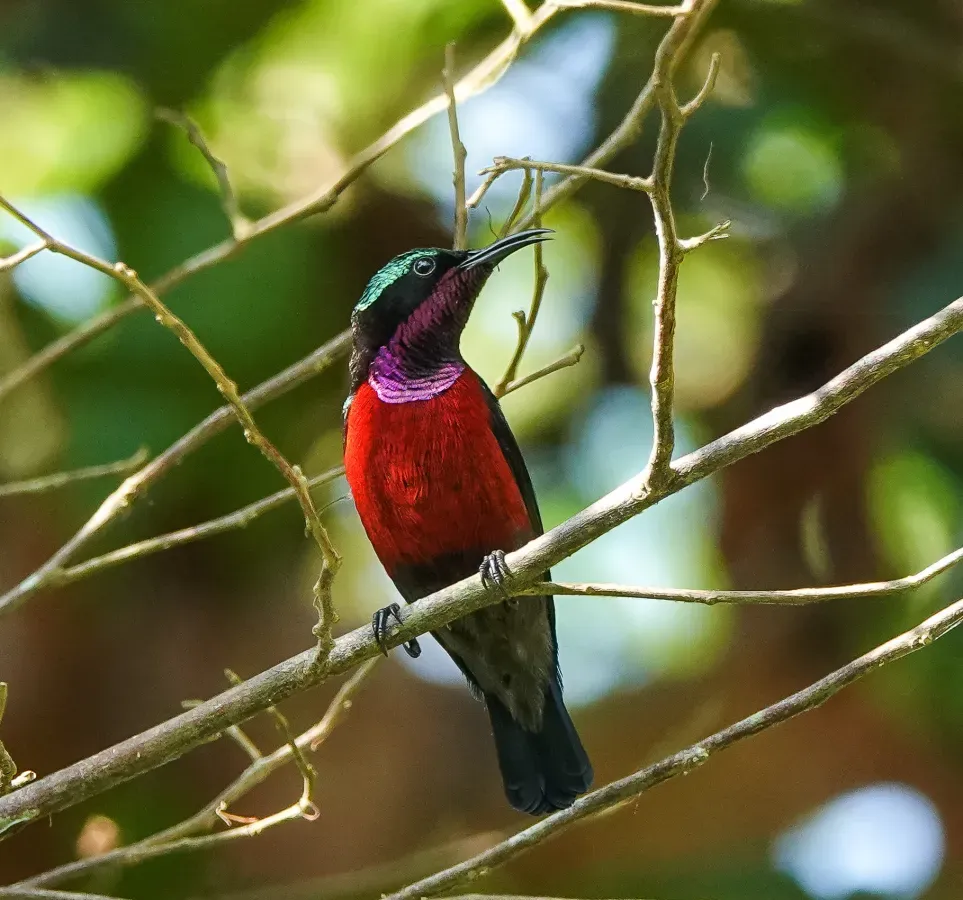 File:Leptocoma brasiliana 178002430 (cropped).jpg