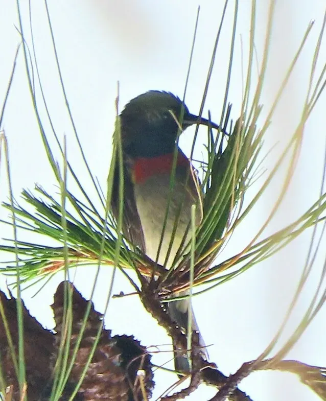 File:Cinnyris manoensis (cropped).jpg