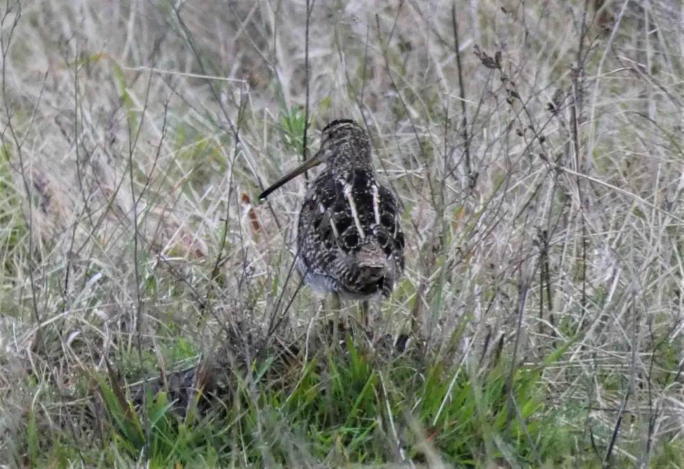 File:Becasina (Gallinago paraguaiae), Uruguay, 2019.jpg