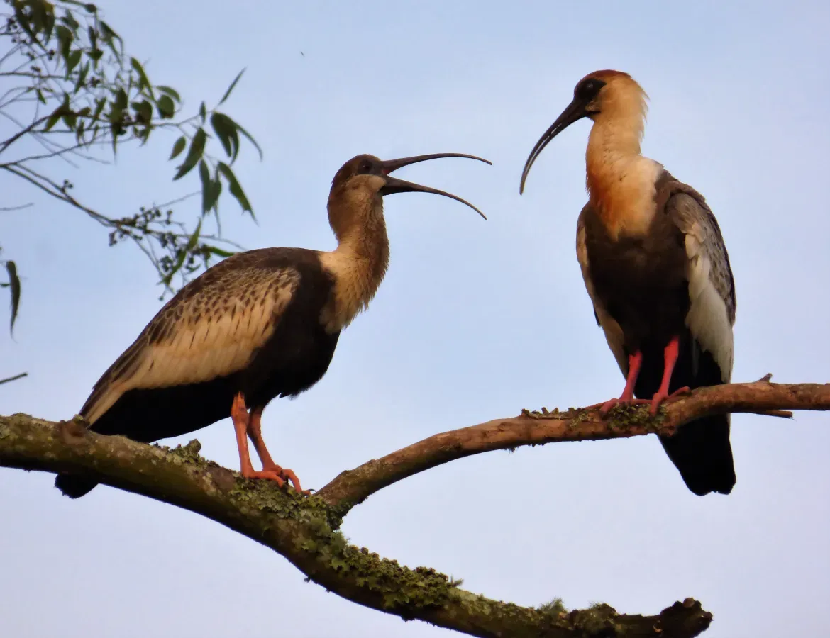 File:Bandurrias bayas (Theristicus caudatus), Uruguay, 2019.jpg