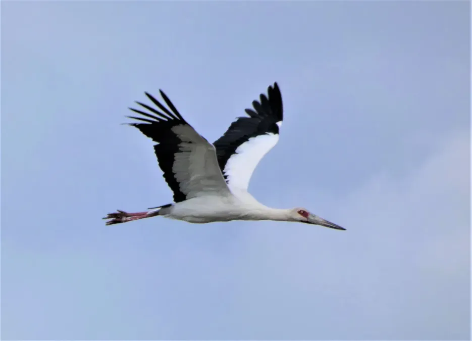 File:Ciguena (Ciconia maguari) en vuelo, Uruguay, 2020.jpg