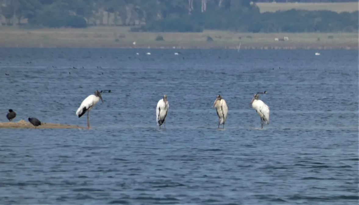 File:Ciguenas cabeza pelada (Mycteria americana), Uruguay, 2020.jpg
