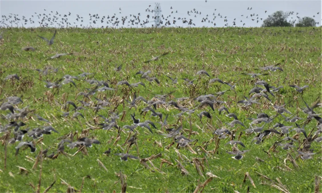 File:Bandada de torcazas (Zenaida auriculata) en Uruguay, 2020.jpg