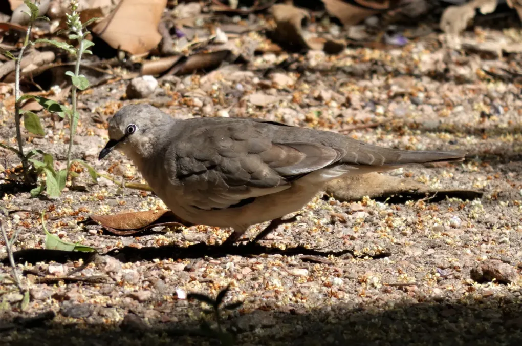 File:Torcacita (Columbina picui), Uruguay, 2021.jpg