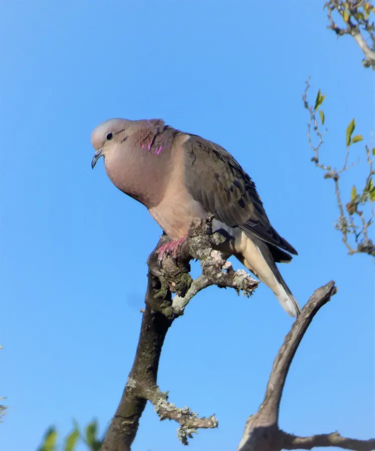 File:Torcaza (Zenaida auriculata) vocalizando, Uruguay, 2018.jpg