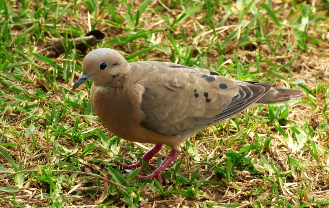 File:Torcaza (Zenaida auriculata), Uruguay, 2015.jpg