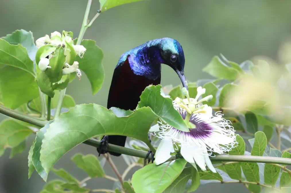 File:Cinnyris superbus superbus male feeding.jpg