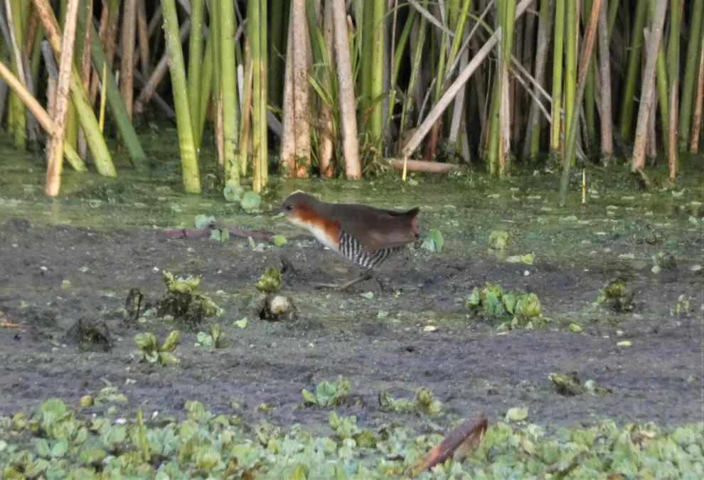 File:Burrito patas verdes (Laterallus melanophaius), Uruguay, 2020.jpg