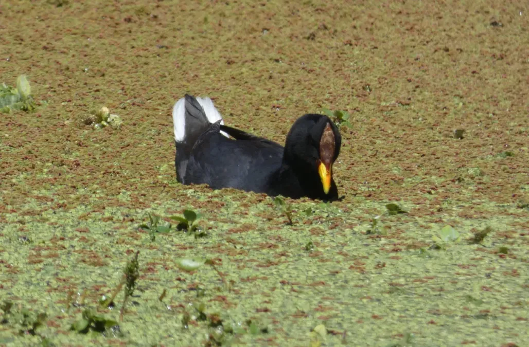 File:Gallareta escudete rojo (Fulica rufifrons), Uruguay, 2021.jpg