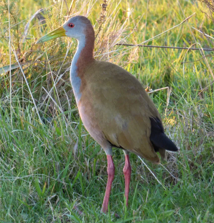 File:Gallineta (Aramides ypecaha), Uruguay, 2018.jpg