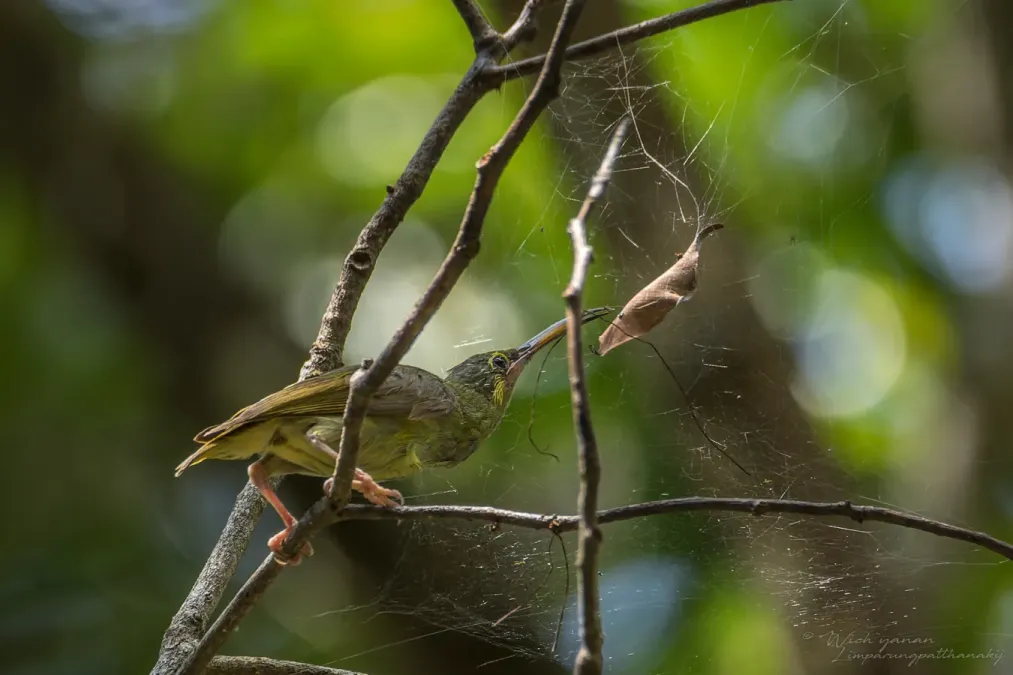 File:Arachnothera chrysogenys chrysogenys 253090754.jpg