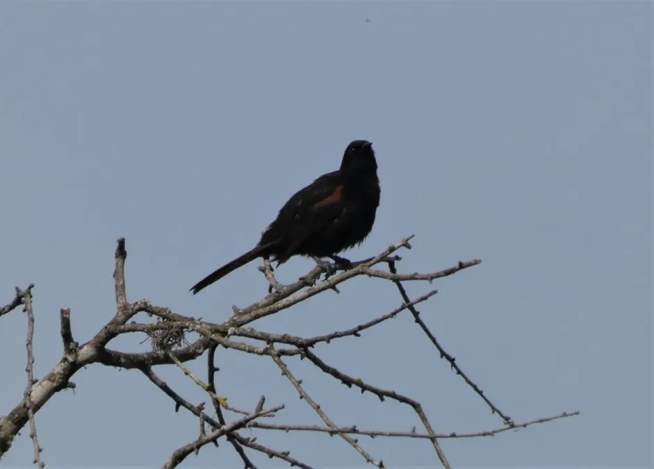 File:Boyerín (Icterus pyrrhopterus), Uruguay, 2019.jpg