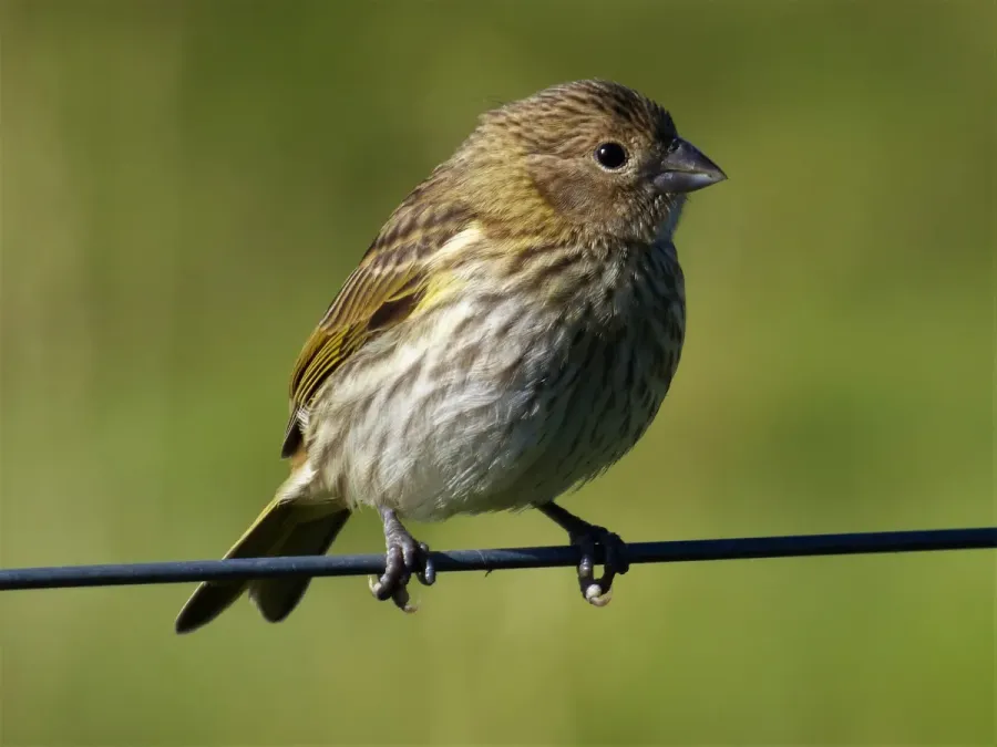 File:Ejemplar de doradito hembra (Sicalis flaveola), Uruguay, 2016.jpg