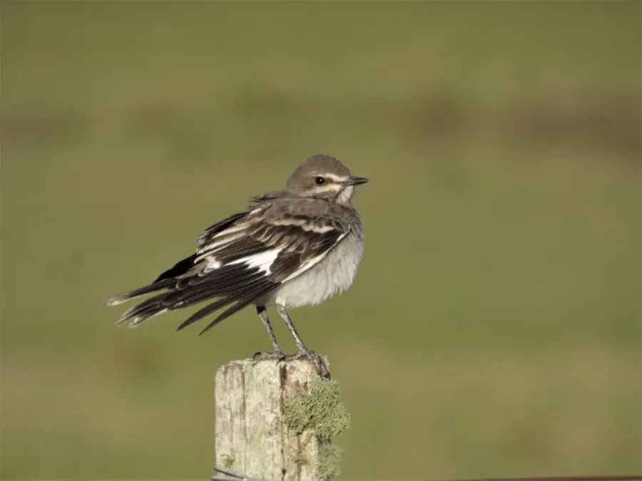 File:Escarchero juvenil (Nengetus cinereus), Uruguay, 2020.jpg
