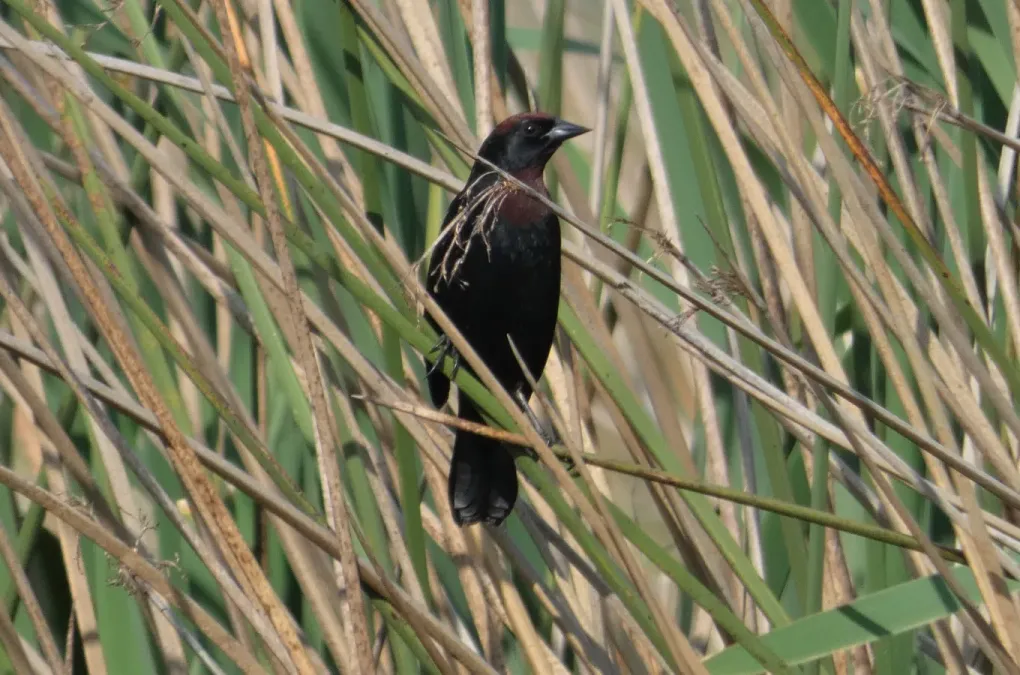 File:Garibaldino (Chrysomus ruficapillus), Uruguay, 2022.jpg