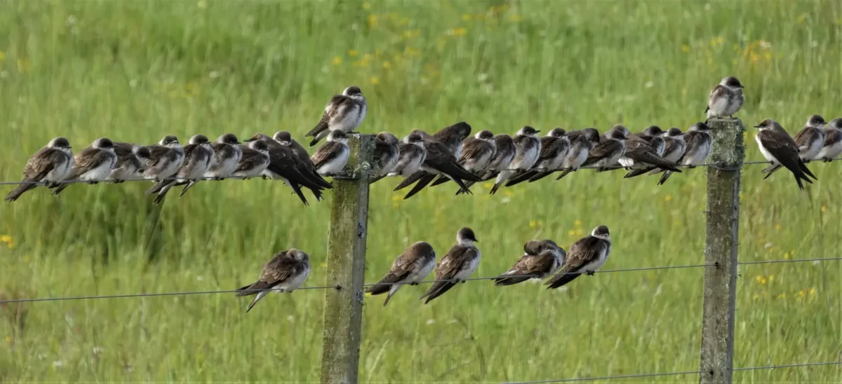 File:Golondrinas pardas (Progne tapera), Uruguay, 2019.jpg