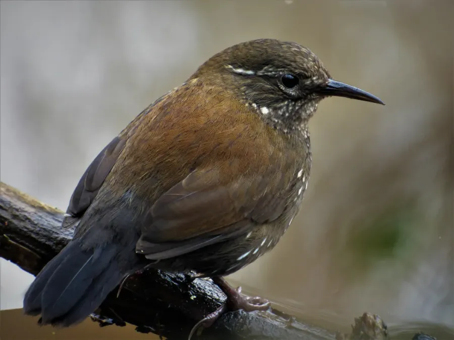 File:Macuqino (Lochmias nematura), Uruguay, 2017.jpg