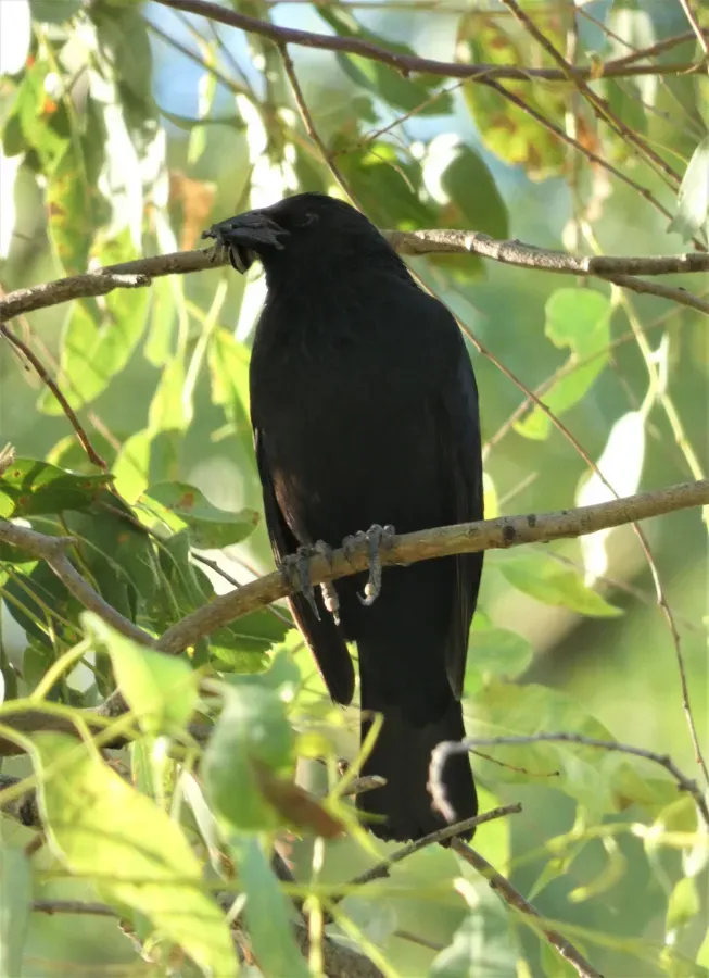 File:Mirlo (Gnorimopsar chopi), Uruguay, 2019.jpg