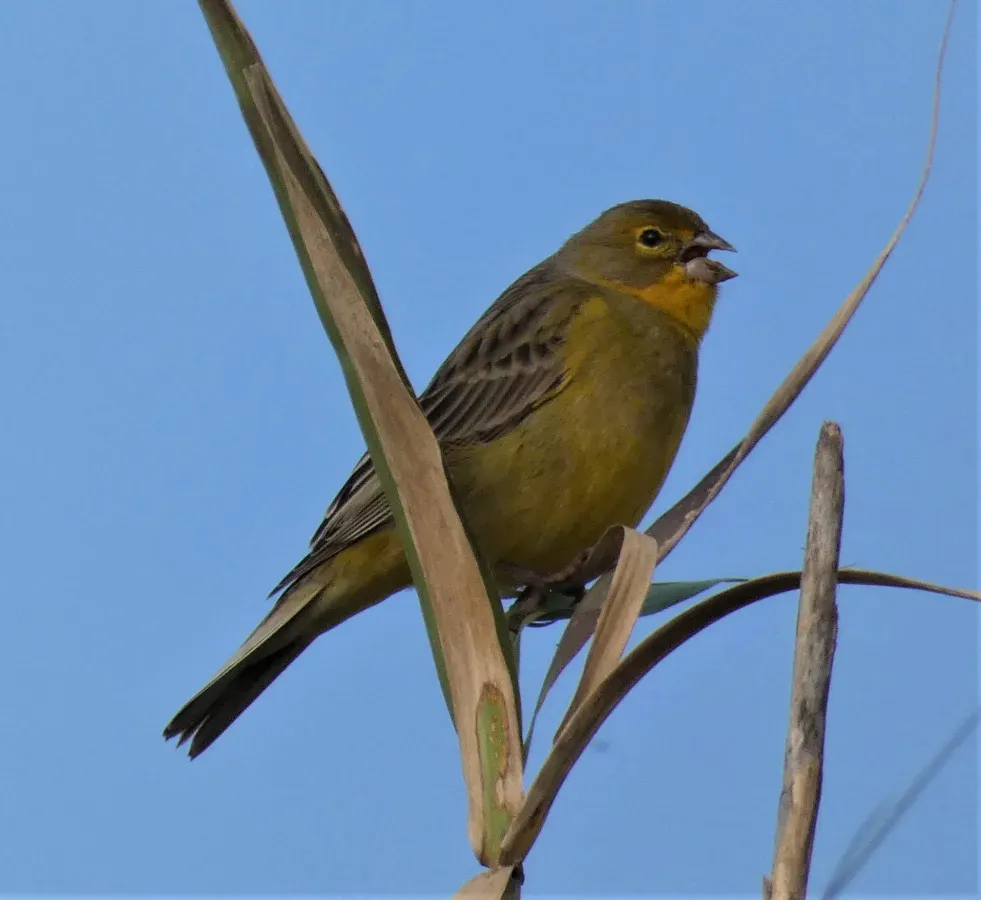 File:Misto (Sicalis luteola), Uruguay, 2019.jpg