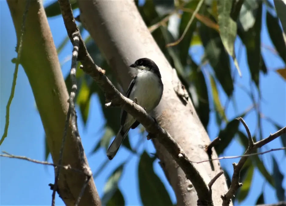 File:Monterita cabeza negra (Microspingus melanoleucus), Uruguay, 2019.jpg