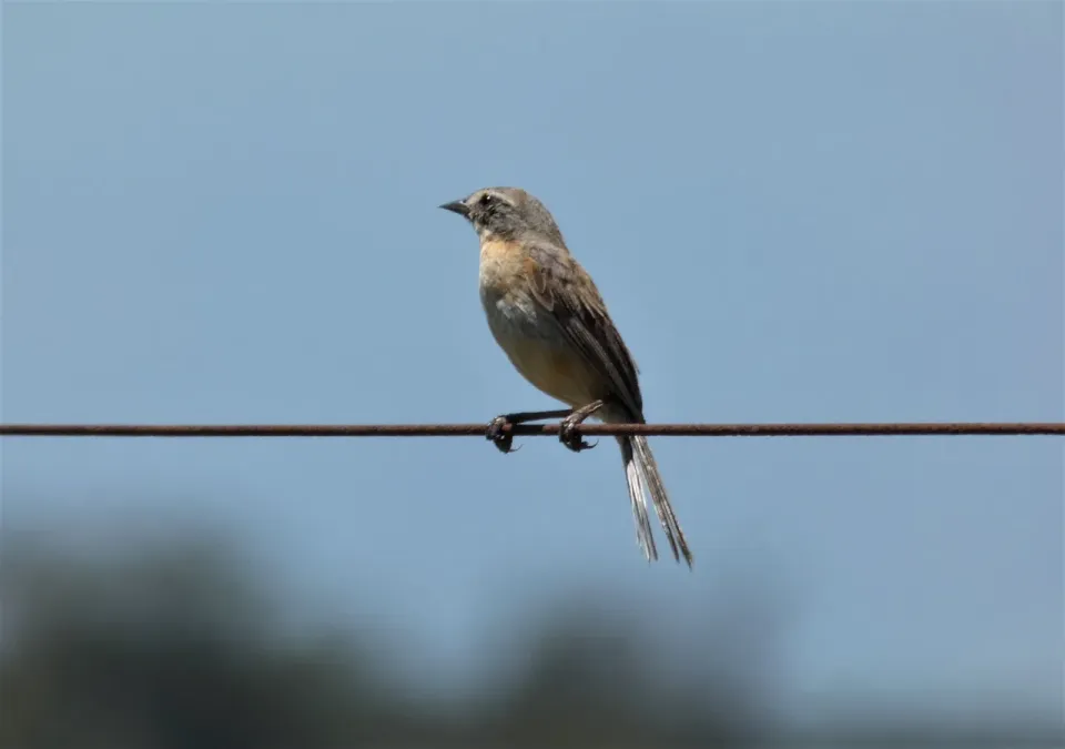 File:Monterita cabeza gris (Donacospiza albifrons), Uruguay 2021.jpg