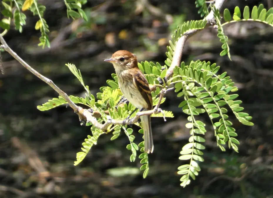 File:Mosqueta estriada (Myiophobus fasciatus), Uruguay, 2023.jpg