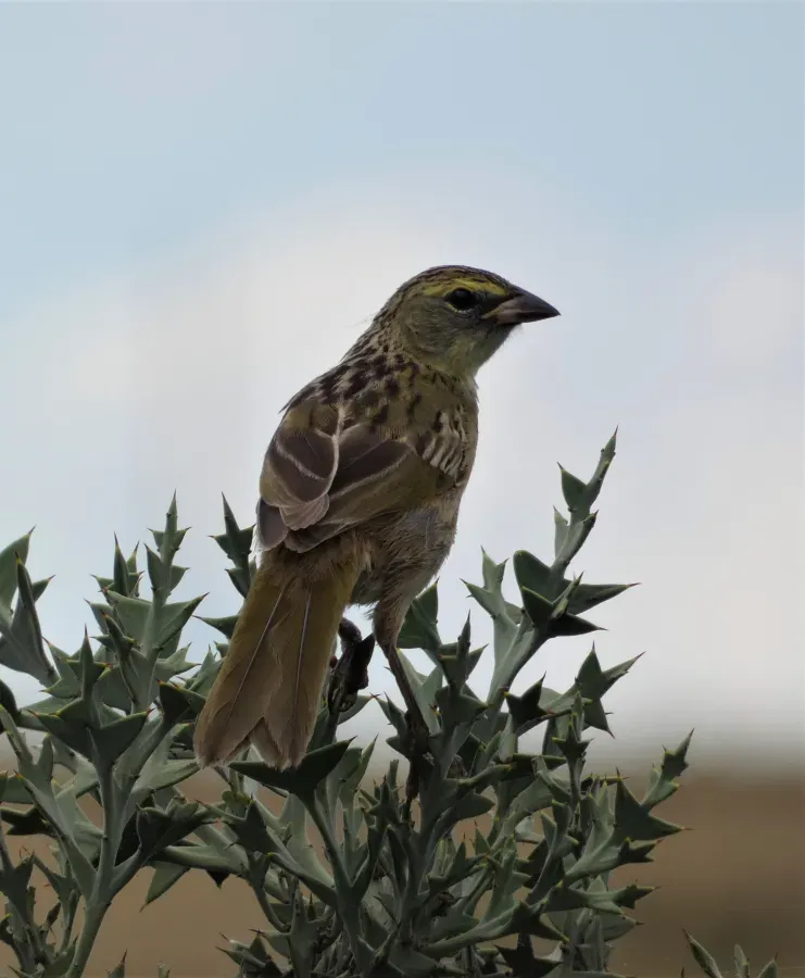 File:Verdon juvenil (Embernagra platensis), Uruguay, 2020.jpg