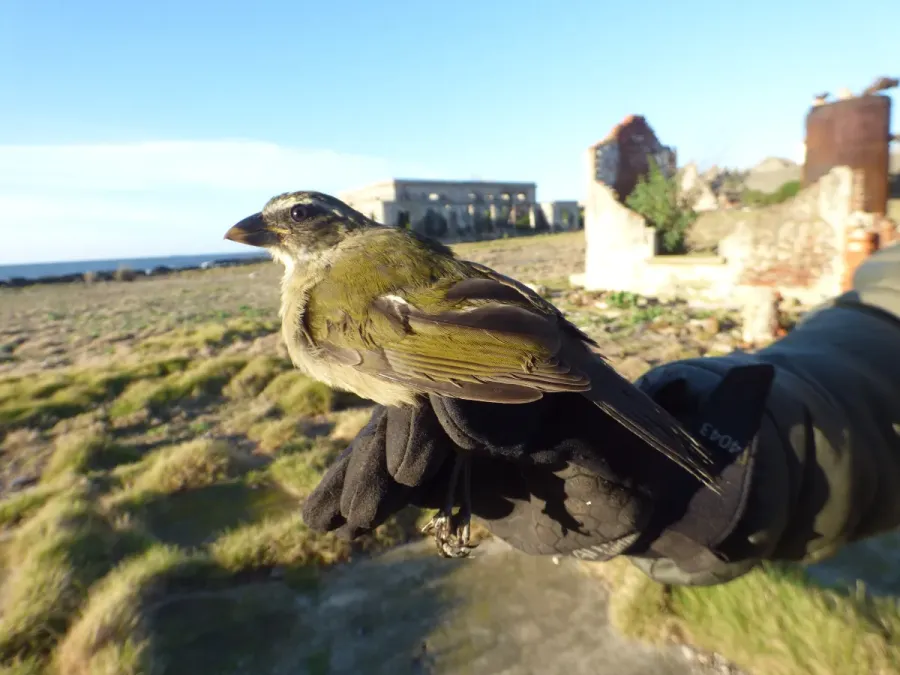 File:Pepitero verdoso (Saltator similis), Uruguay, 2022.jpg
