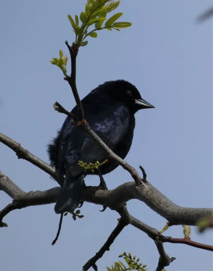 File:Tordo (Molothrus bonariensis) macho, Uruguay, 2022.jpg