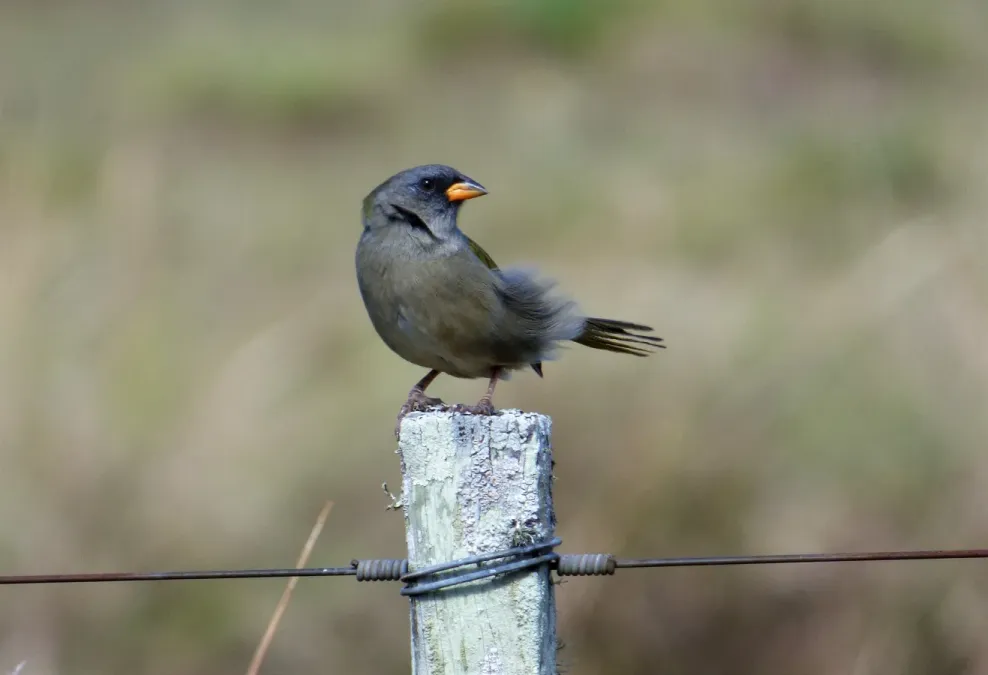 File:Verdón (Embernagra platensis), Uruguay, 2018.jpg
