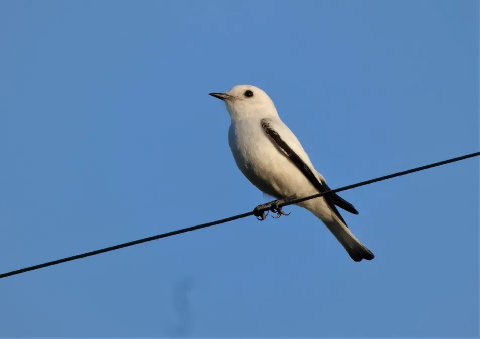 File:Viudita blanca chica (Xolmis irupero), Uruguay, 2022.jpg