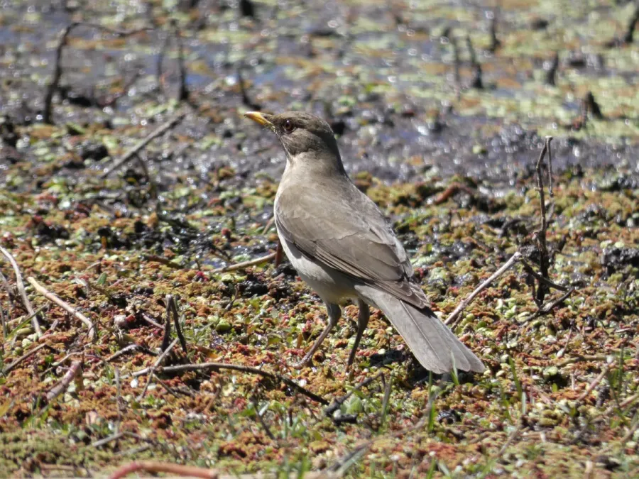File:Sabia (Turdus amaurochalinus), Uruguay, 2021.jpg