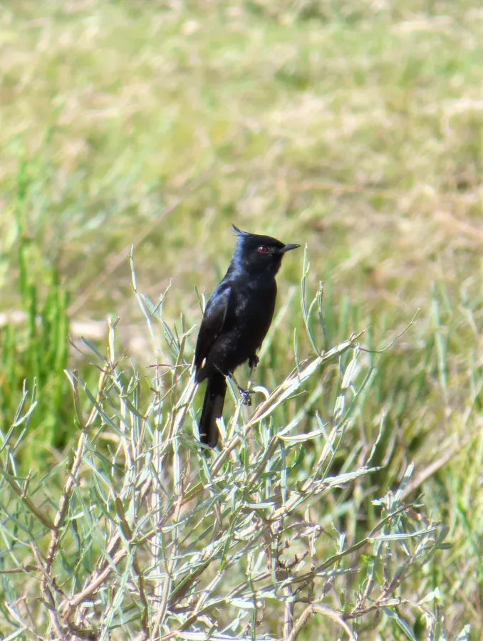 File:Viudita copetona (Knipolegus lophotes), Uruguay, 2019.jpg