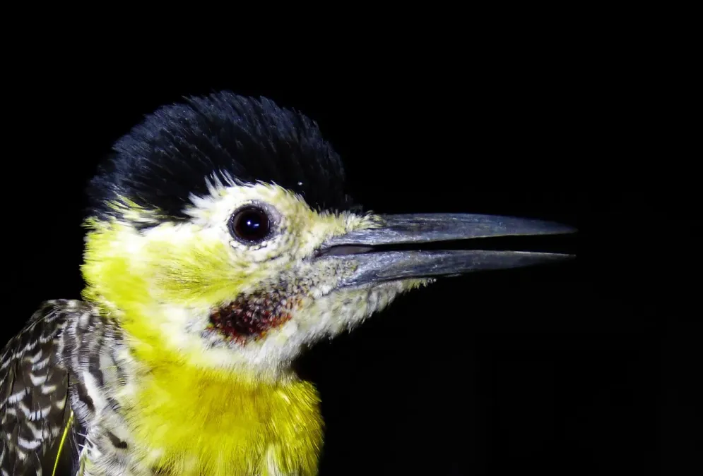 File:Carpintero de campo (Colaptes campestris), Uruguay, 2018.jpg