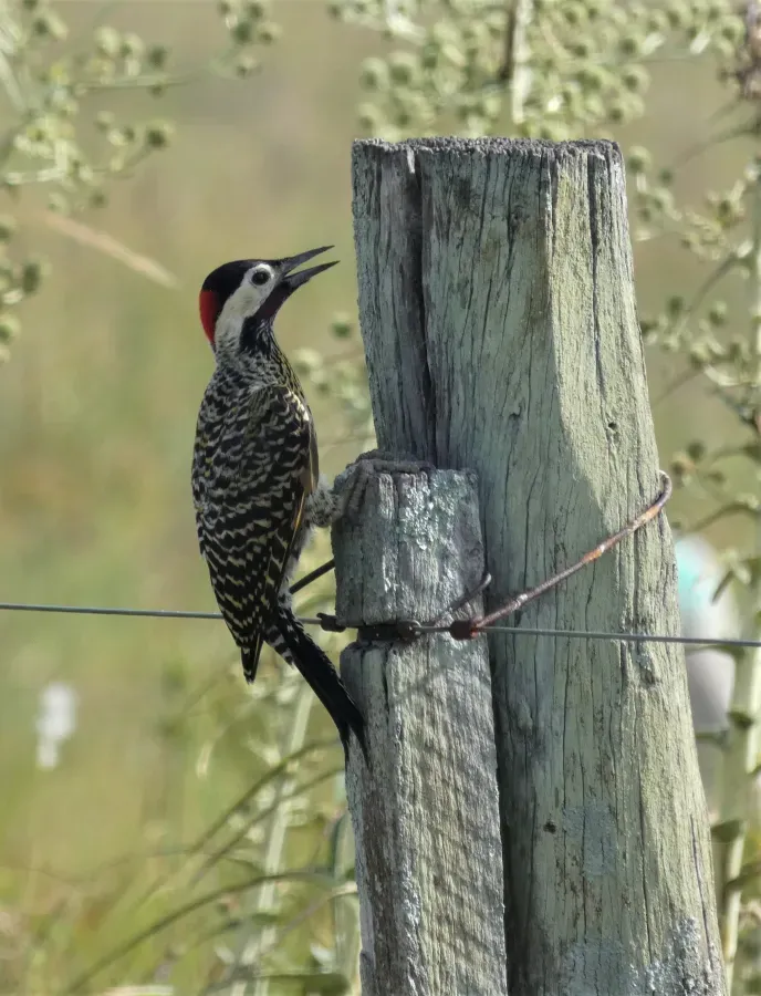 File:Carpintero nuca roja (Colaptes melanochloros), Uruguay, 2019.jpg