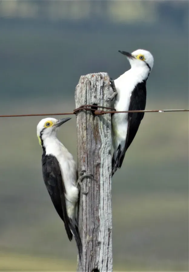 File:Carpinteros blancos (Melanerpes candidus), Uruguay, 2021.jpg
