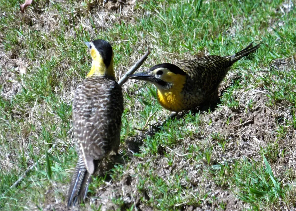File:Carpinteros de campo (Colaptes campestris), Uruguay, 2018.jpg