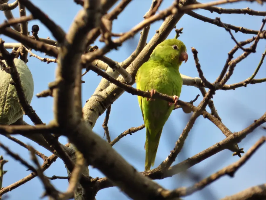 File:Catita chirirí (Brotogeris chiriri), Uruguay, 2016.jpg