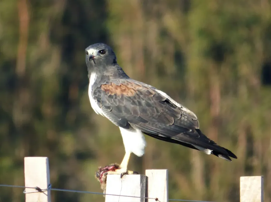 File:Aguila cola blanca (Geranoaetus albicaudatus) con presa, Uruguay, 2018.jpg