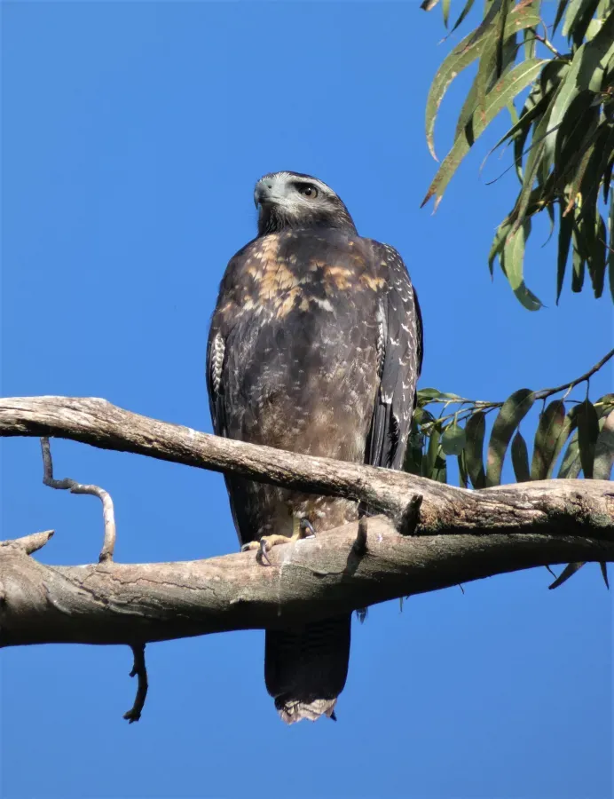 File:Águila mora (Geranoaetus melanoleucus) juvenil, Uruguay, 2021.jpg