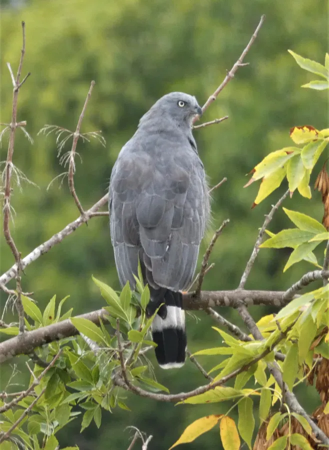 File:Gavilan patas largas (Geranospiza caerulescens), Uruguay, 2021.jpg