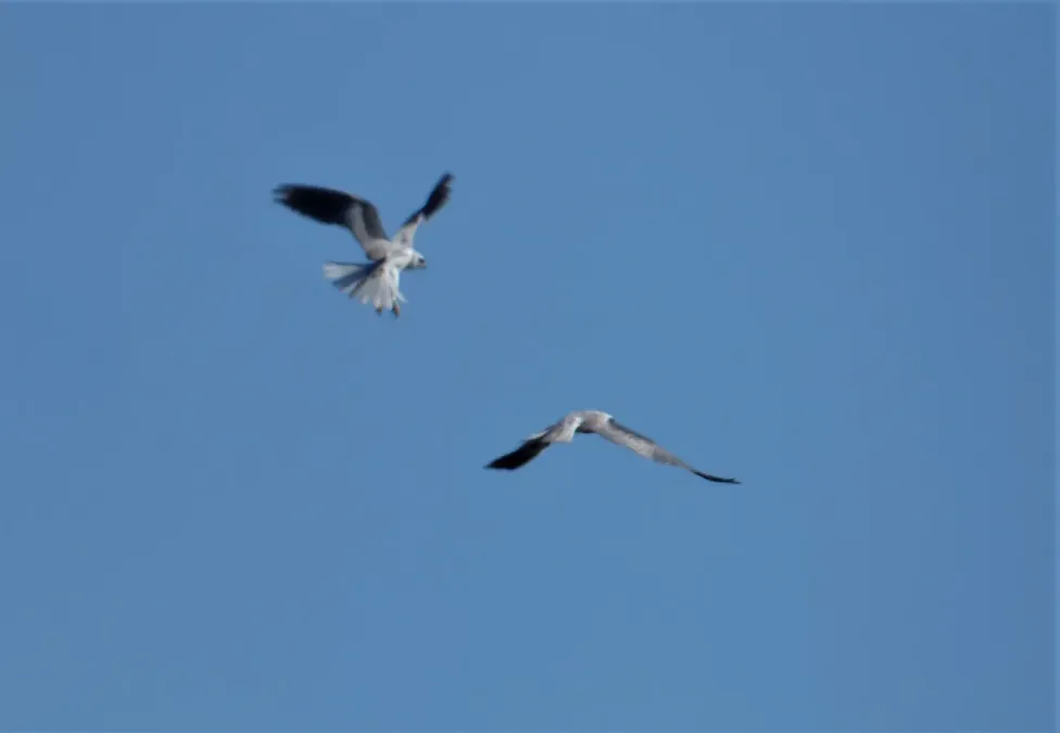 File:Halcones blancos (Elanus leucurus), Uruguay, 2022.jpg