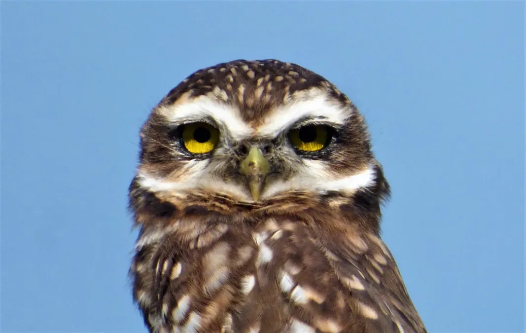 File:Cabeza de lechucita de campo (Athene cunicularia), Uruguay, 2019.jpg