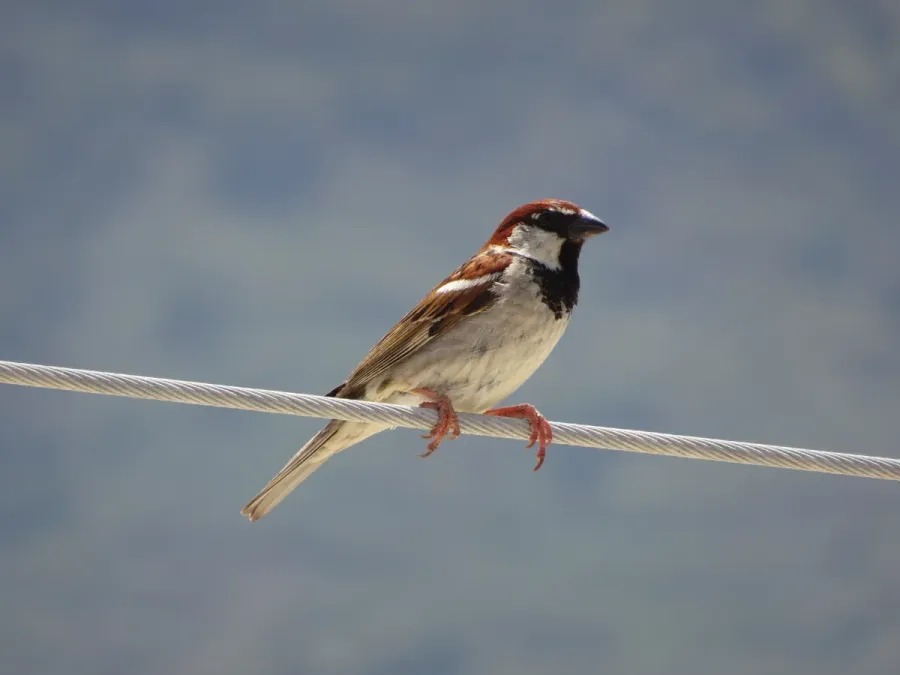 File:Passer italiae on wire.jpg