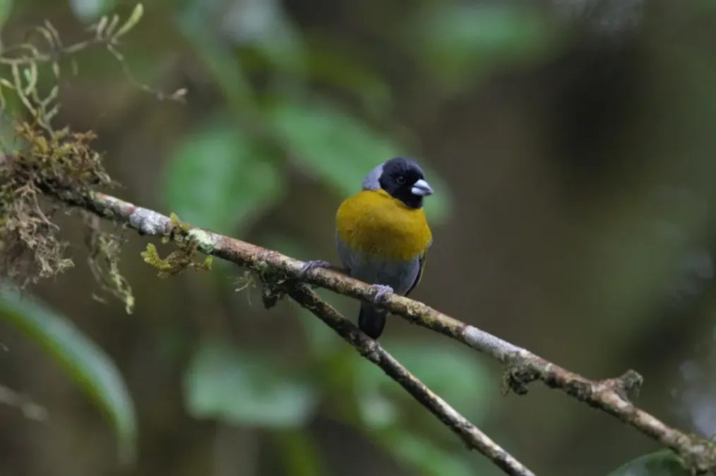 File:Nesocharis shelleyi 113775638.jpg